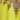 Naveah Short Caftan, Chartreuse, swatch