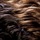 Brown Auburn