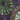 Purple Multi