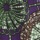 Purple Multi