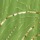Green Gold