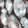 Clear Silvertone