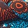Blue Orange