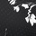 Black White